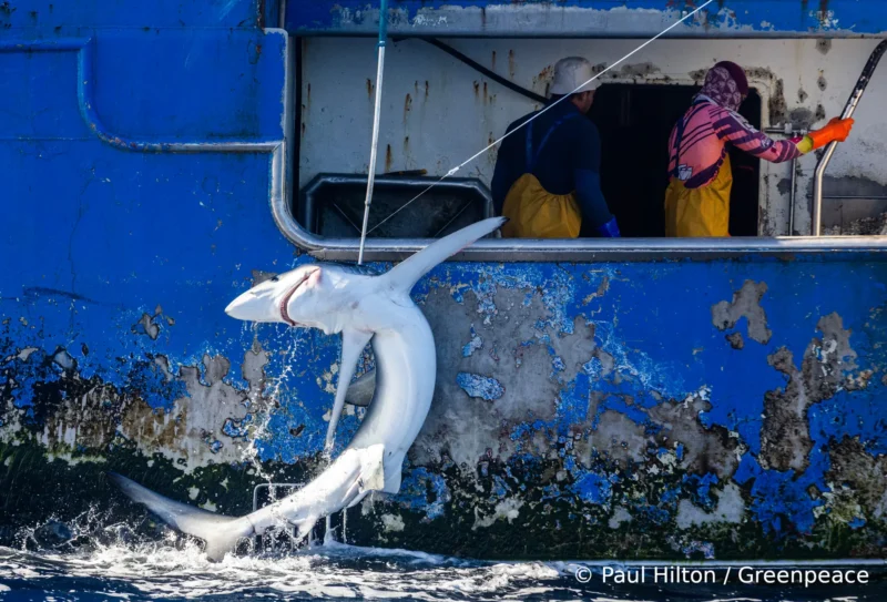 Greenpeace Nouvelle-Zélande pêche à la palangre requins