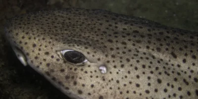 Großgefleckter Katzenhai Scyliorhinus stellaris Kopfaufnahme
