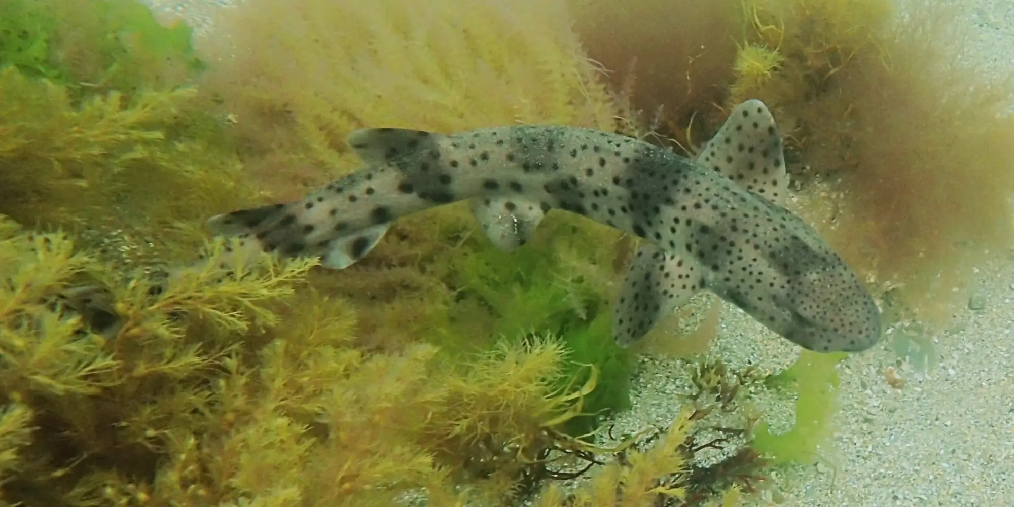 Großgefleckter Katzenhai Scyliorhinus stellaris