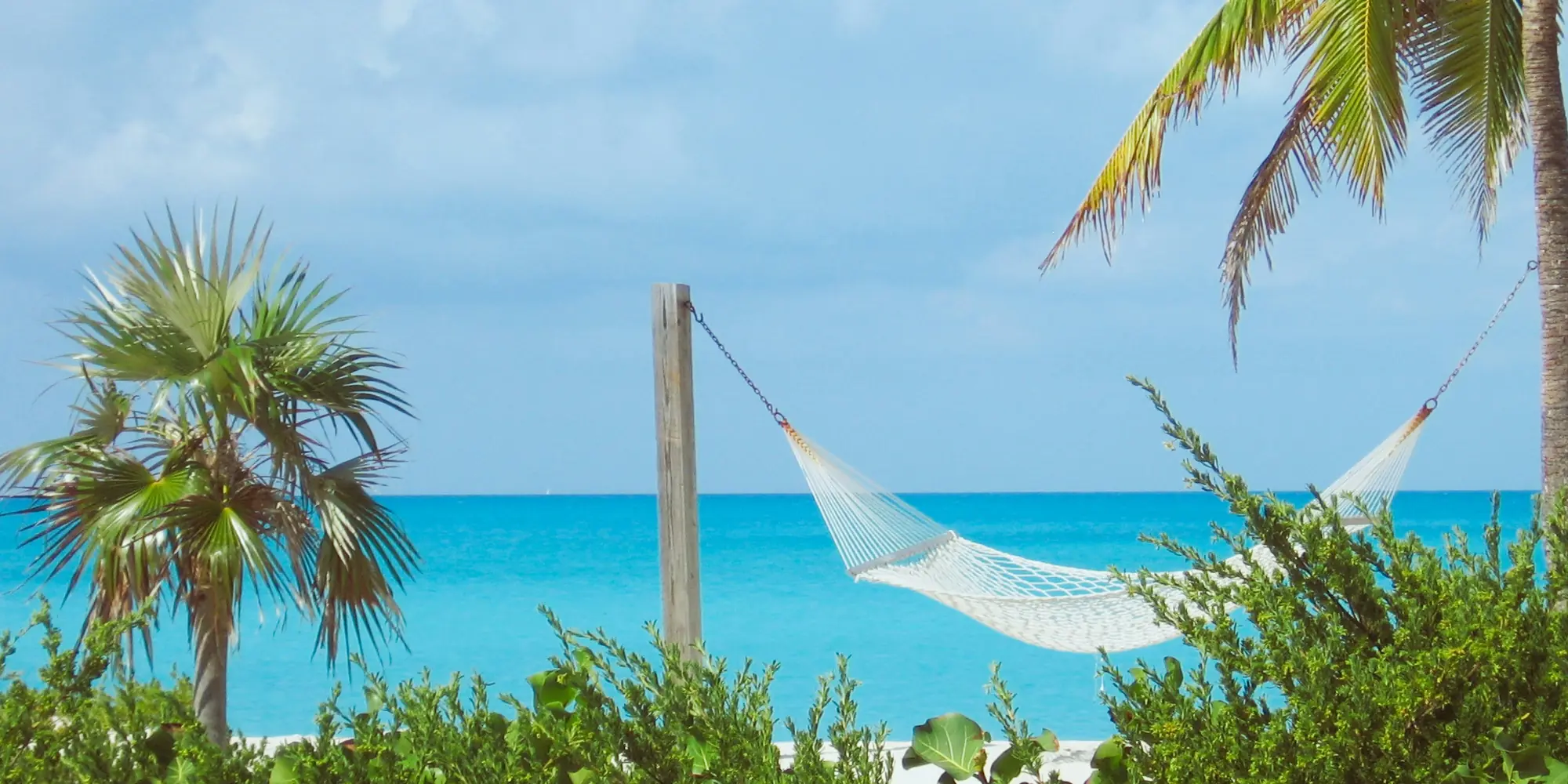 Hamac et palmiers aux Bahamas plongée avec des requins