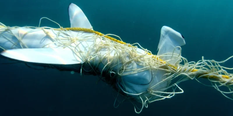 Requin-marteau pris dans un filet anti-requins dans le Queensland