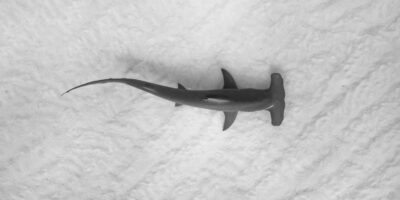 Requin marteau vu de dessus dans une eau peu profonde et claire au-dessus du sable