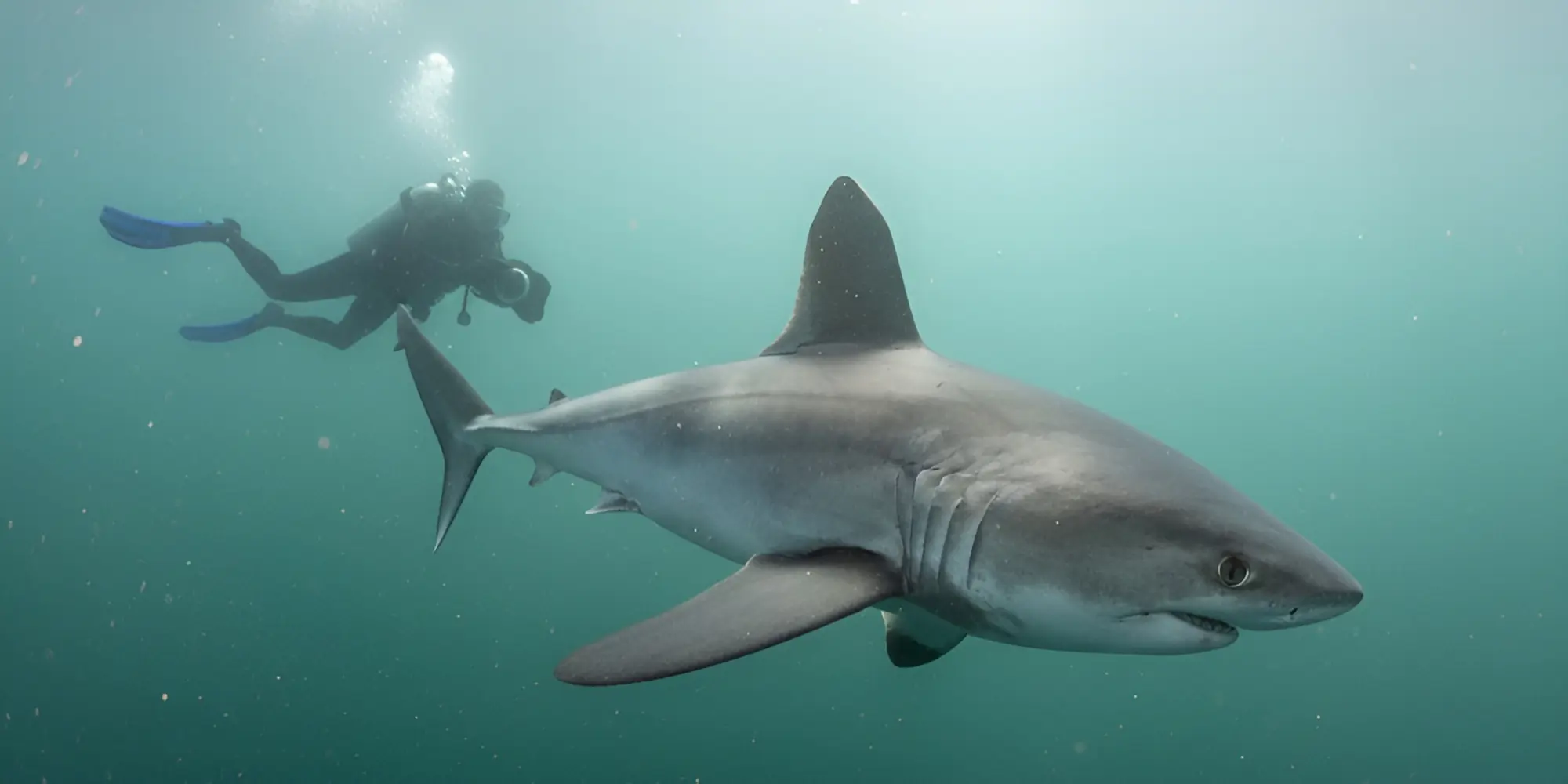 Saumon de mer Lamna nasus