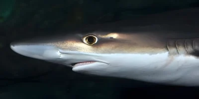 Requin-hâ Galeorhinus galeus tête