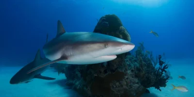 Requins de récif des Caraïbes aux Bahamas, golfe du Mexique Requins de récif des Caraïbes aux Bahamas, golfe du Mexique