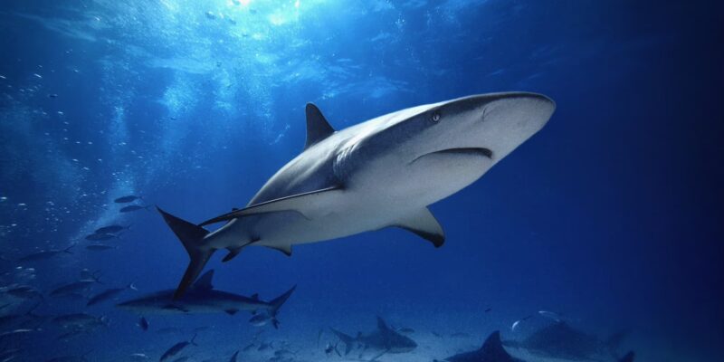 Requin de récif des Caraïbes Carcharhinus perezii Bahamas
