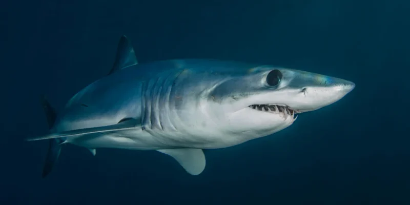 Requin mako à nageoires courtes Isurus oxyrinchus