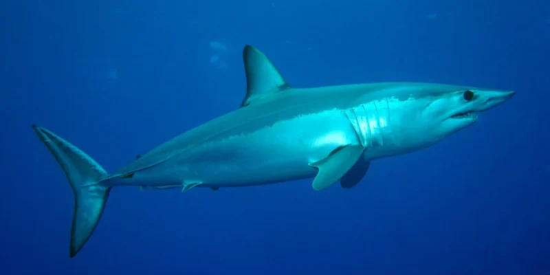 Requin-taupe bleu isurus oxyrinchus de côté en eau bleue