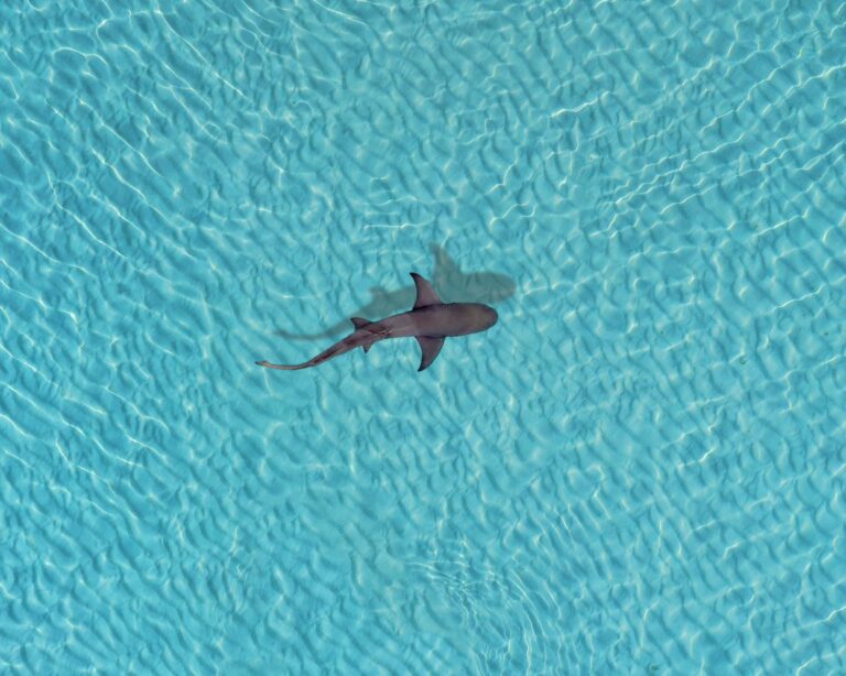 Requin des Maldives