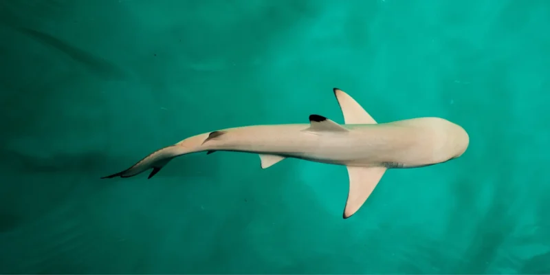 Les Maldives lèvent l’interdiction de la pêche aux requins après des décennies