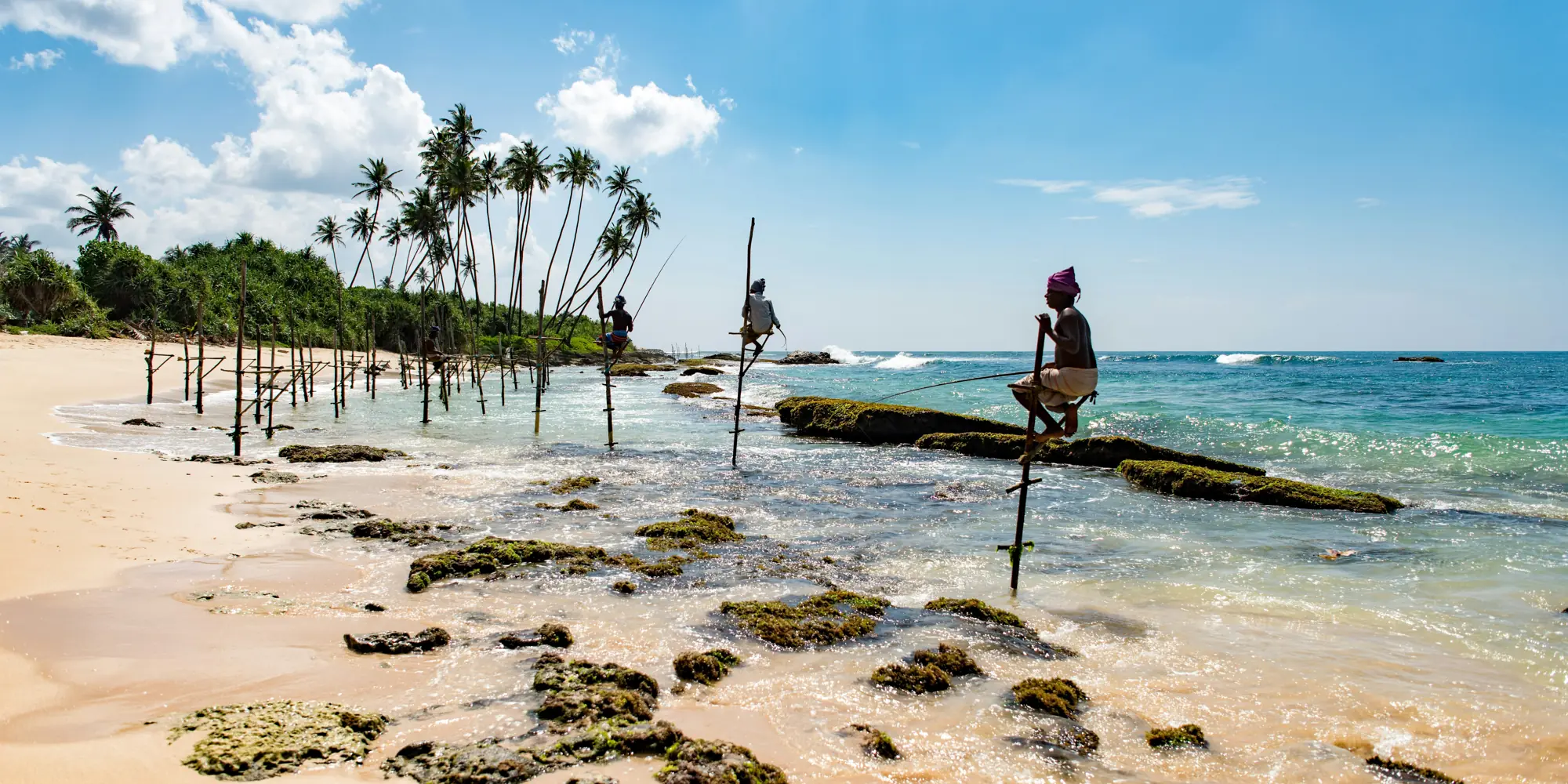 Plage de Mirissa Sri Lanka plongée avec des requins plage avec des palmiers