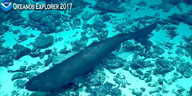 requin dormeur du pacifique somniosus pacificus