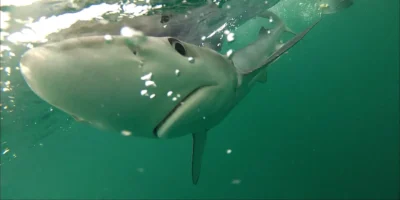 Prionace glauca Blauhai unter der Wasseroberfläche <em>Prionace glauca</em> Requin Bleu Sous La Surface De L’Eau