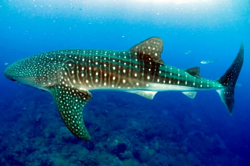 Requin-Baleine Rhincodon Typus aux Flower Garden Banks, États-Unis, Golfe du Mexique