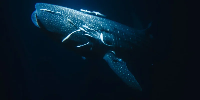 Rhincodon typus requin-baleine avec fond sombre