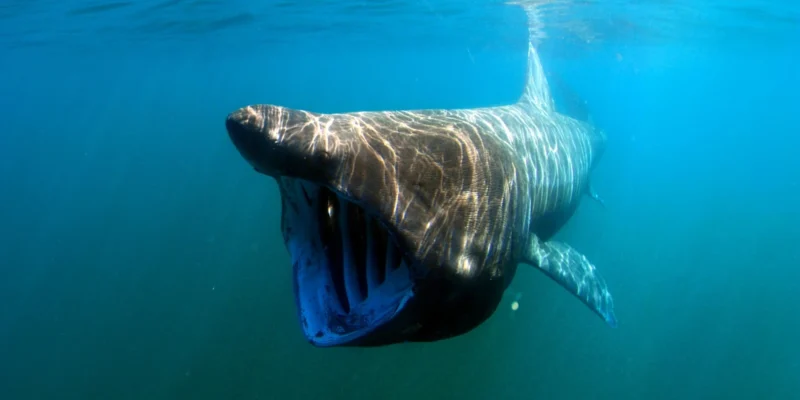 Riesenhai Cetorhinus maximus