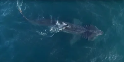 Requin pèlerin Cetorhinus maximus vu d'en haut dans la mer au large des Îles Anglo-Normandes