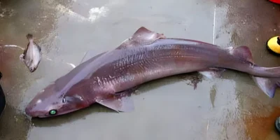 Requin gulper Centrophorus niaukang mort sur le sol en béton
