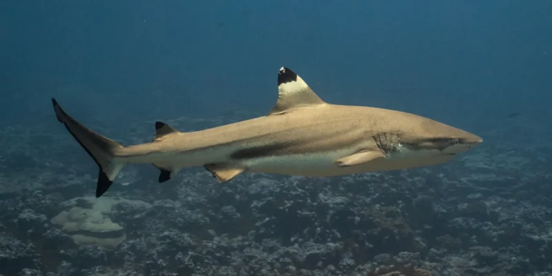 Requin récifal à pointe noire Carcharhinus melanopterus
