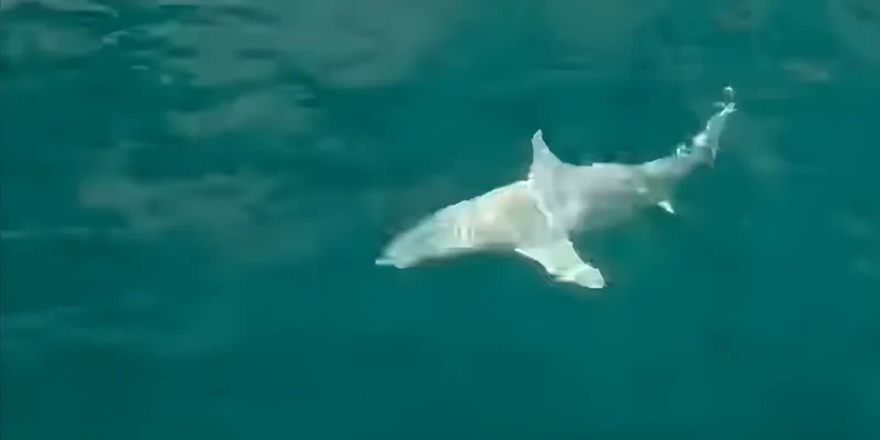 Requin de récif à pointes noires albinos pris à l'hameçon au large de la Floride