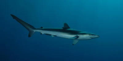 Requin soyeux (Carcharhinus falciformis) dans les eaux bleues