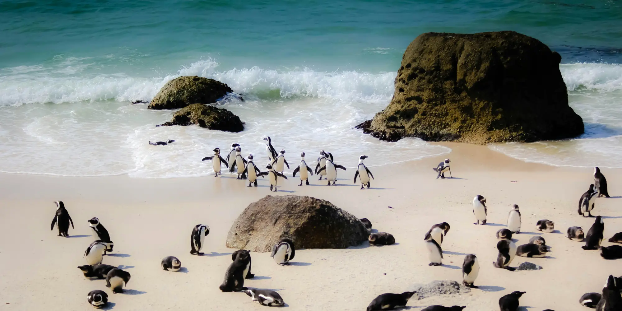 Afrique du Sud plongée avec des requins manchots sur la plage