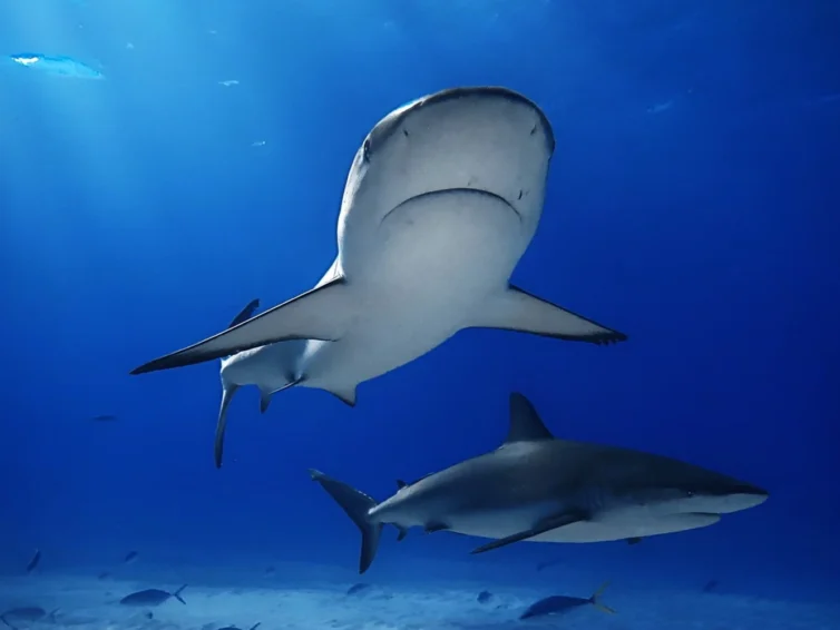 Plongée avec des requins espèces de requins centres de plongée et actualités