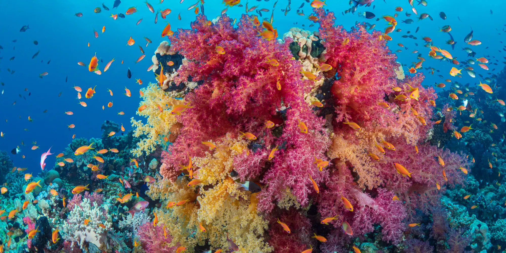 Plongée avec des requins en Égypte – récif corallien coloré