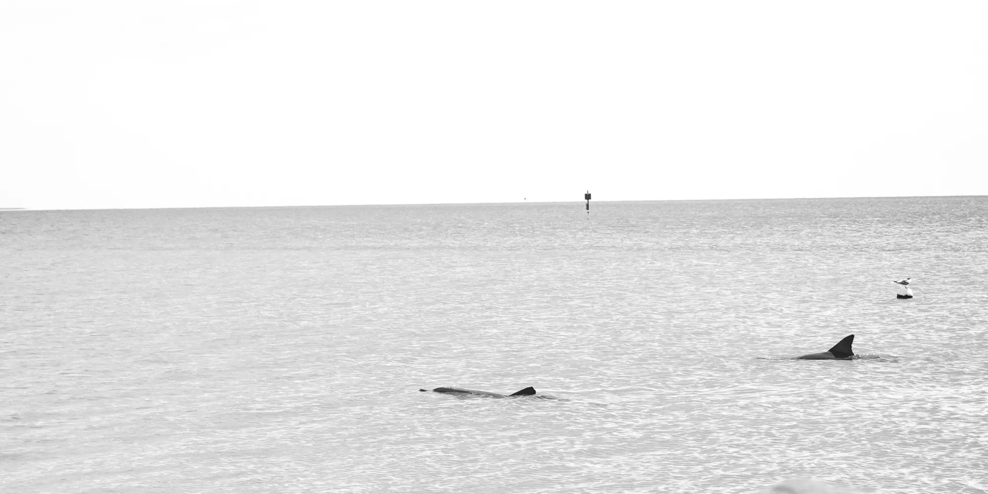 Plongée avec des requins en Australie