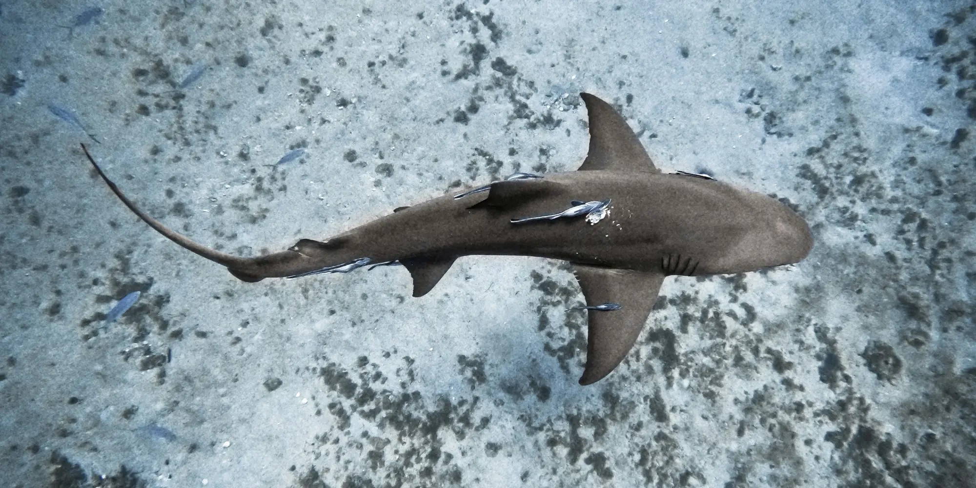 Plongée avec des requins aux États-Unis Amérique