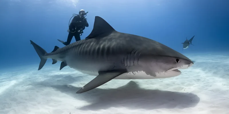 Requin tigre Galeocerdo cuvier
