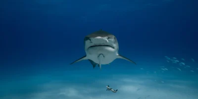 Requin tigre Galeocerdo cuvier de face