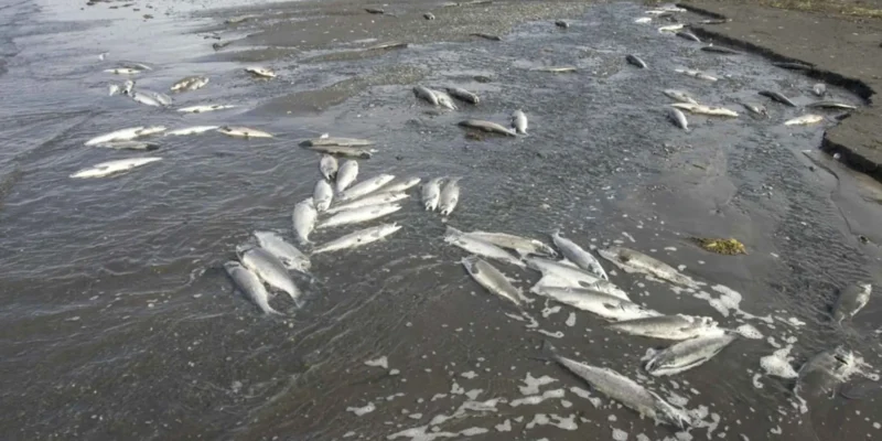 Poissons morts sur la côte