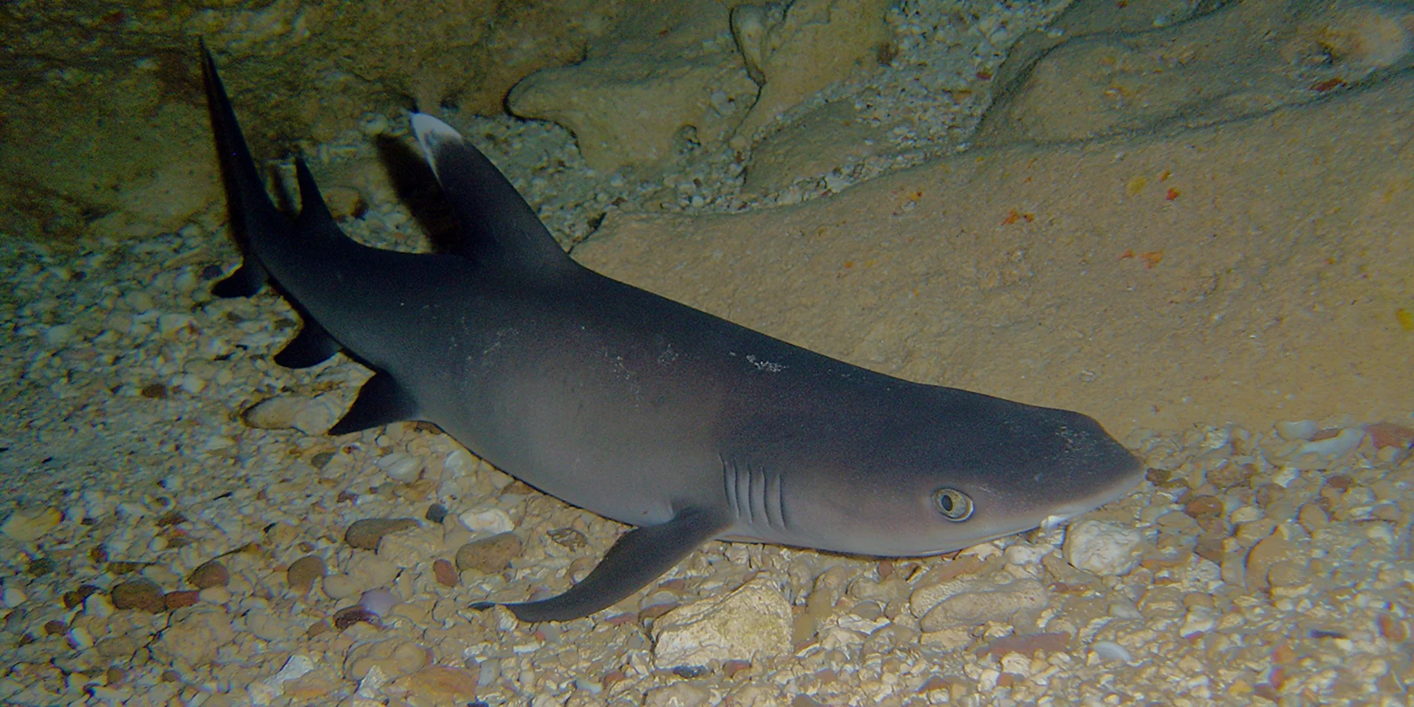 Triaenodon obesus requin de récif à pointes blanches sur du gravier sous un surplomb