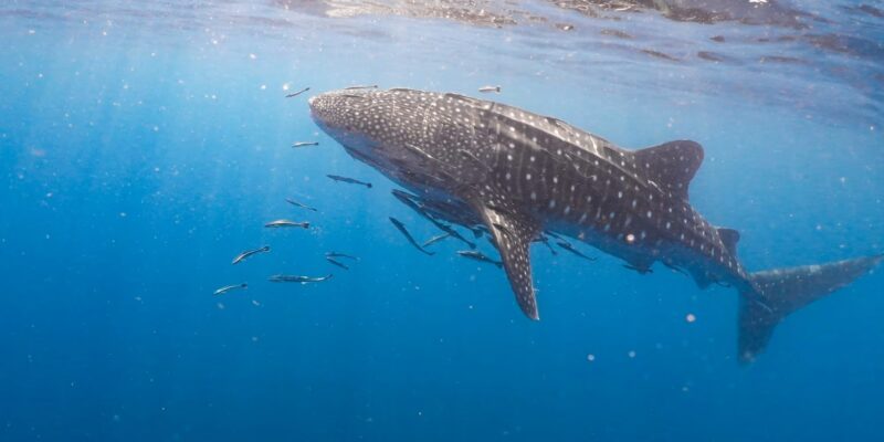 Requin-baleine (Rhincodon typus)