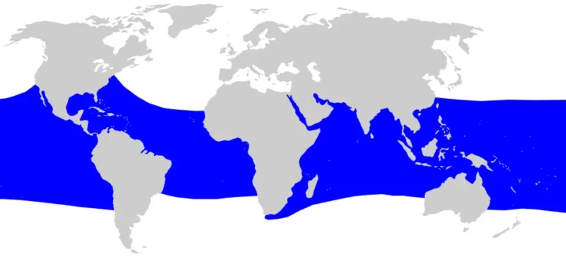 Carte de répartition et habitat du requin-baleine Rhincodon typus