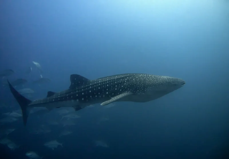 Requin-Baleine dans l’Eau Bleue vu de Côté