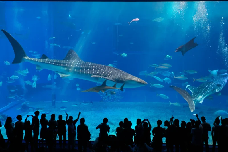 Requin-Baleine à l’Aquarium Churaumi d’Okinawa, Japon Walhai im okinawa churaumi aquarium in japan