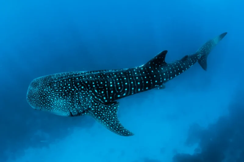 Requin-Baleine vu d’En Haut de Face sur Fond Sablonneux
