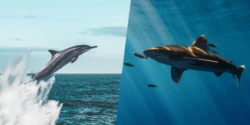 Pourquoi certains requins évitent les dauphins