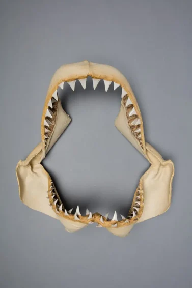 Grand requin blanc Carcharodon carcharias mâchoire dentition