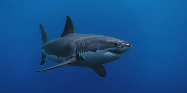 Grand requin blanc (Carcharodon carcharias) en eau bleue