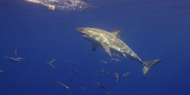 Grand requin blanc Carcharodon carcharias de côté nageant vers l'appât
