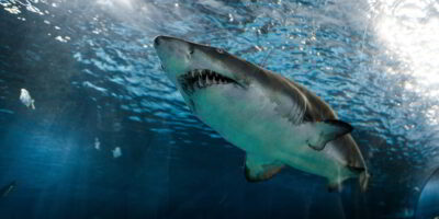 Weißer Hai Carcharodon carcharias von unten vorne Grand requin blanc Carcharodon carcharias vu d’en bas, de face