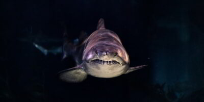 Grand requin blanc de face avec des dents pointues