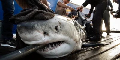 Grand requin blanc équipé d’une balise par OCEARCH Grand requin blanc équipé d’une balise par OCEARCH