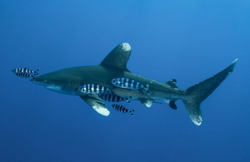 Requin océanique à pointe blanche
