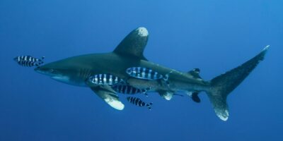 Requin océanique à pointe blanche Carcharhinus longimanus