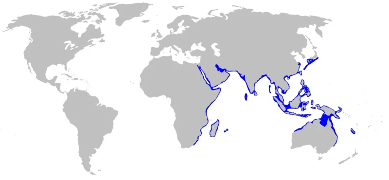 Tiburón Cebra Tiburón Leopardo Stegostoma Tigrinum Mapa Con Área De Distribución