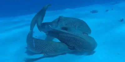 Requins zèbres stegostoma tigrinum en accouplement en Nouvelle-Calédonie